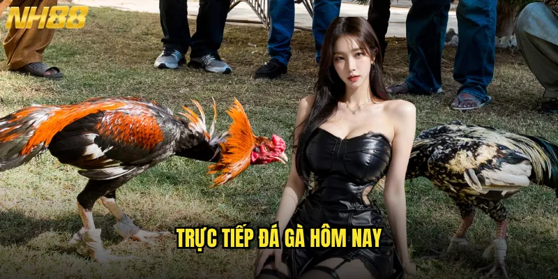 trực tiếp đá gà hôm nay