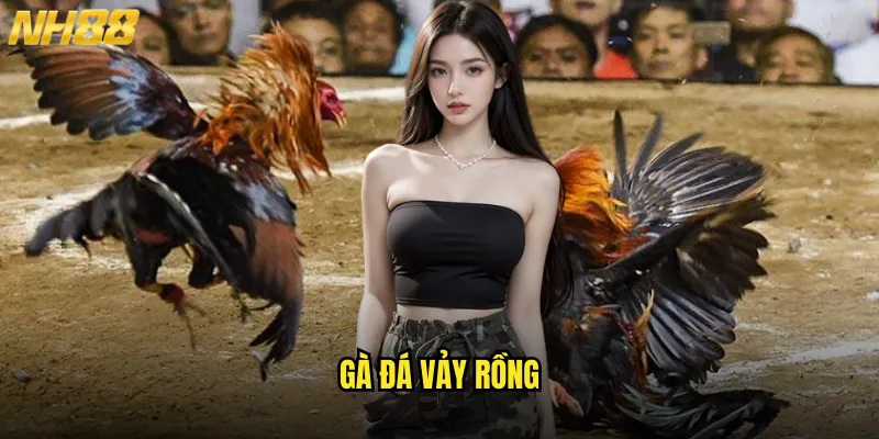 gà đá vảy rồng