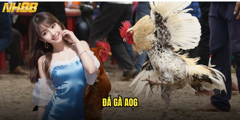Đá gà AOG