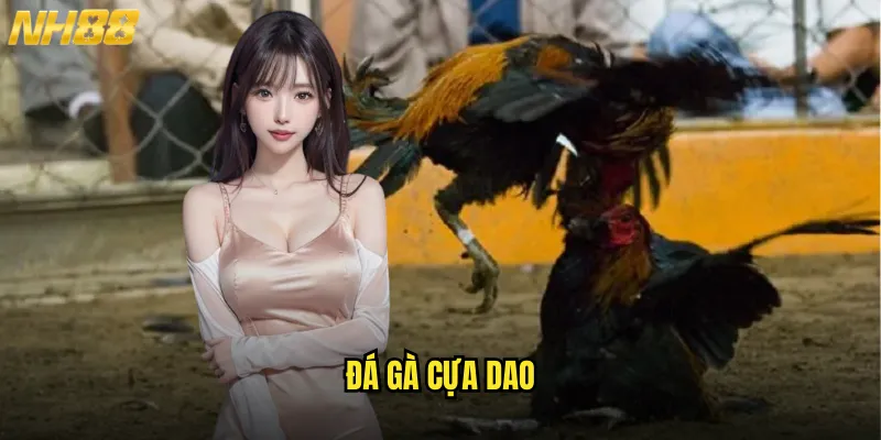 Đá gà cựa dao