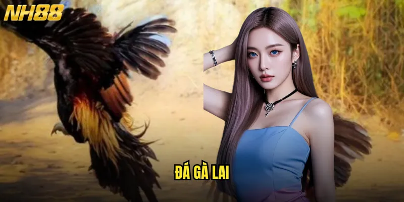 đá gà lai
