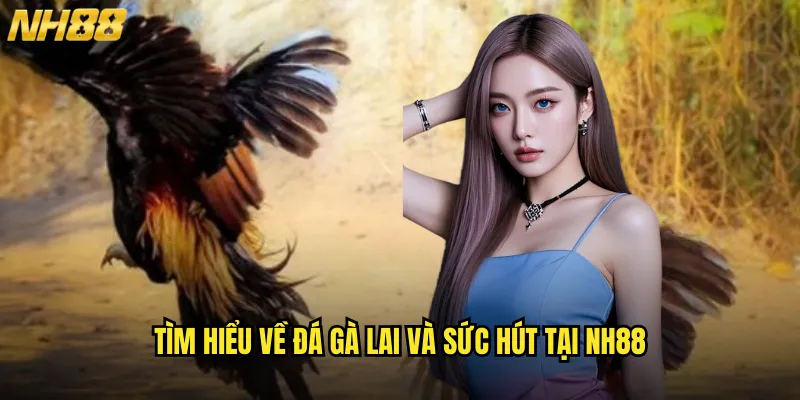Tìm hiểu về đá gà lai và sức hút tại NH88