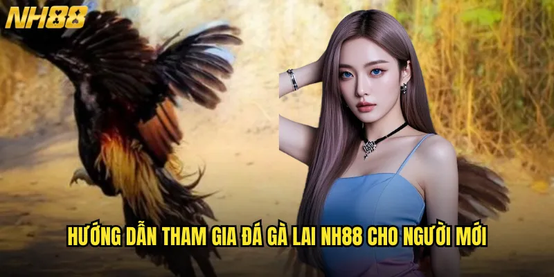 Hướng dẫn tham gia đá gà lai NH88 cho người mới