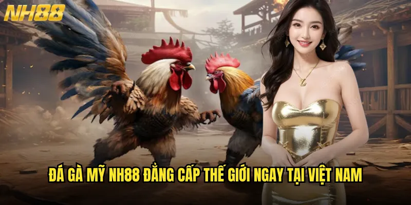 Đá gà Mỹ NH88 đẳng cấp thế giới ngay tại Việt Nam