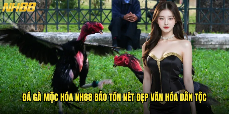 Đá gà mộc hóa NH88 bảo tồn nét đẹp văn hóa dân tộc